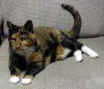 image of sputnik, the studio cat